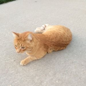 Meet your Posher, Sam